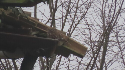 View observation of {o.common_name} on iNaturalist