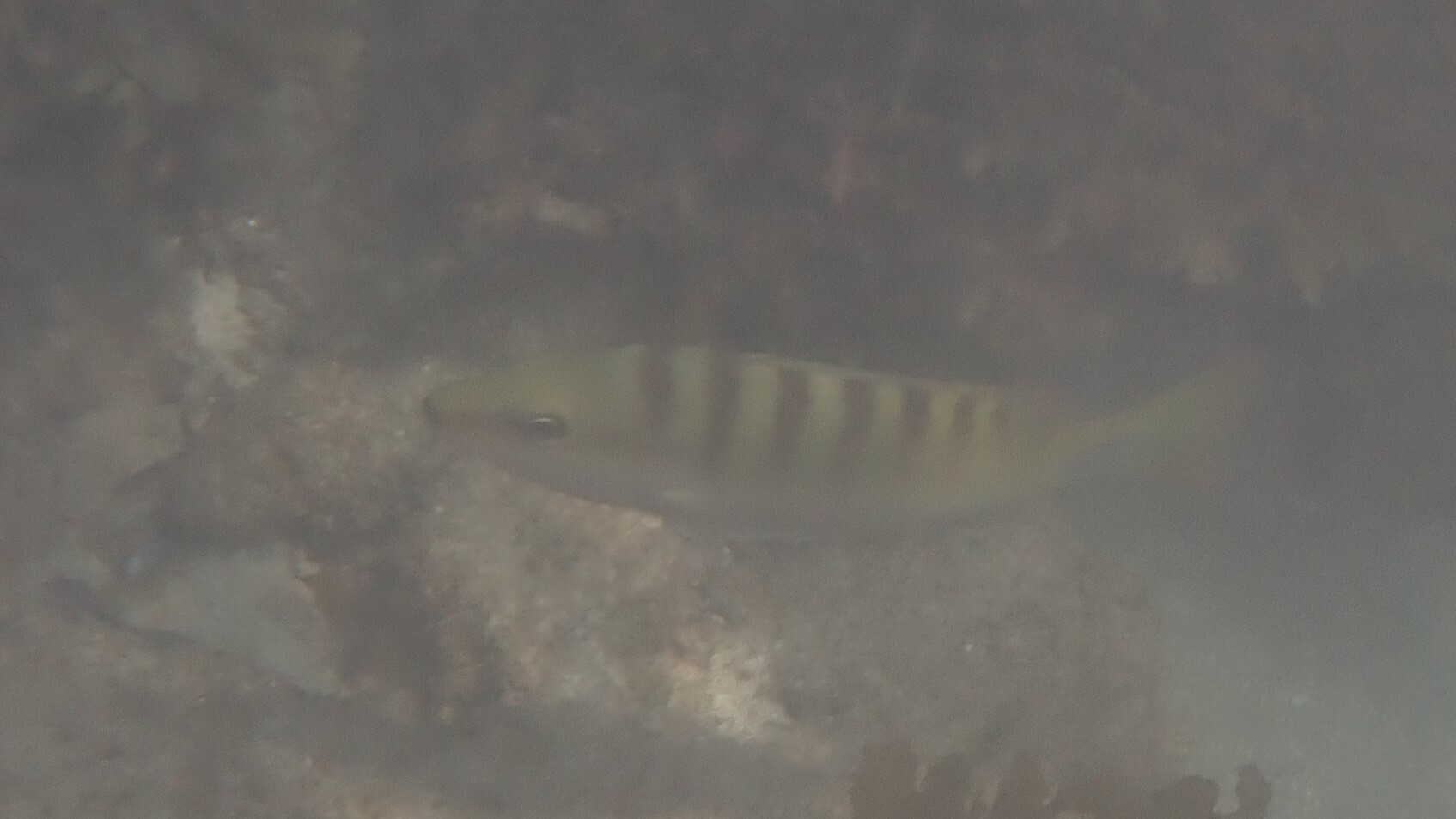 Black-Banded Snapper photo 8