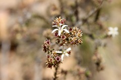 Wahlenbergia neorigida
