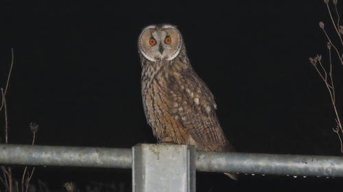 View observation of {o.common_name} on iNaturalist