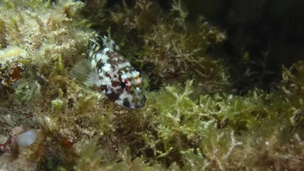 Coral scorpionfish (Sebastapistes cyanostigma) — Scorpaenidae