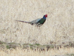 Phasianus versicolor