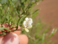 Eremophila sturtii