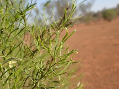 Eremophila sturtii