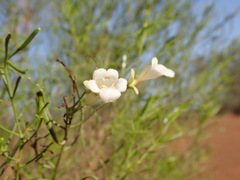 Eremophila sturtii