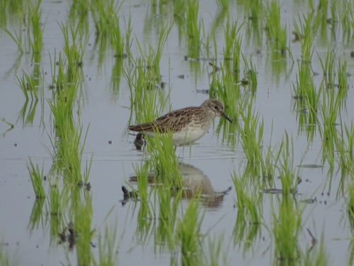 Long-toed Stint (Calidris subminuta)
