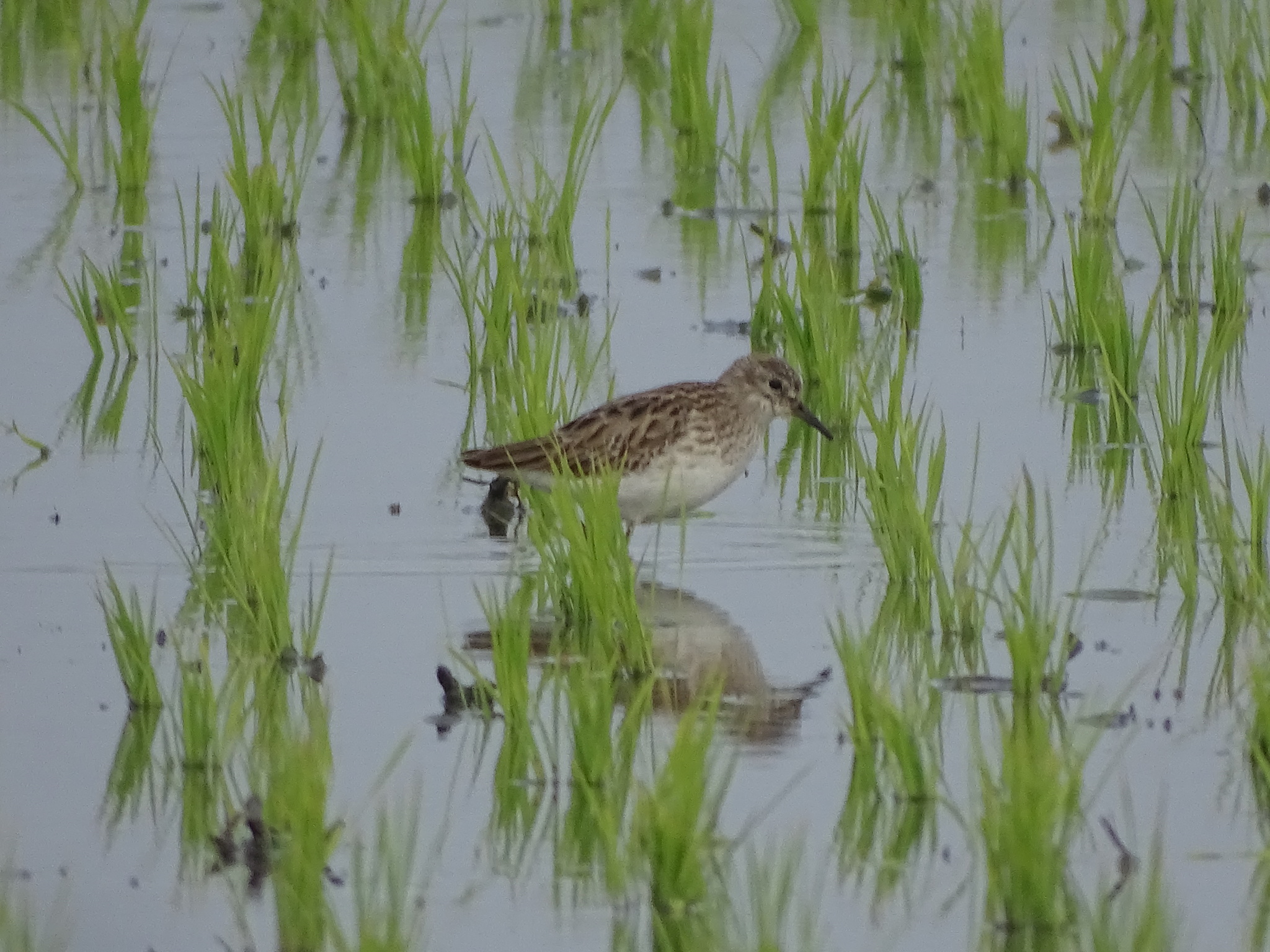 Long-toed Stint (Calidris subminuta), photo 1