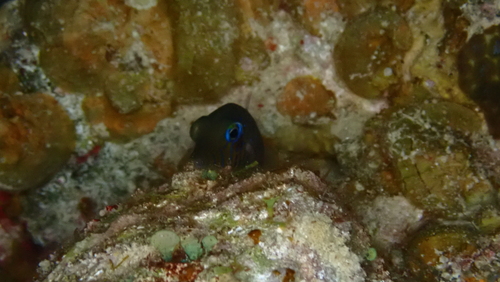 Canthigaster pygmaea observed 2026-01-09