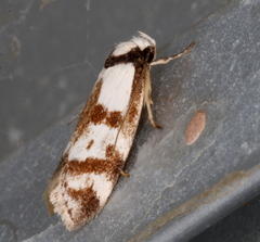 Palimmeces variegata