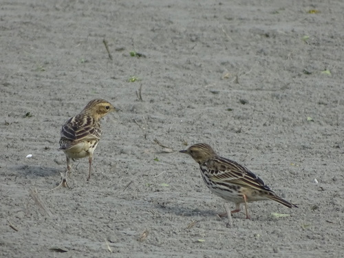 Red-throated Pipit (Anthus cervinus)