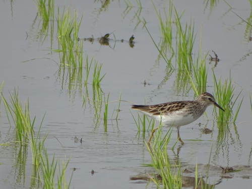 Long-toed Stint (Calidris subminuta), photo 2