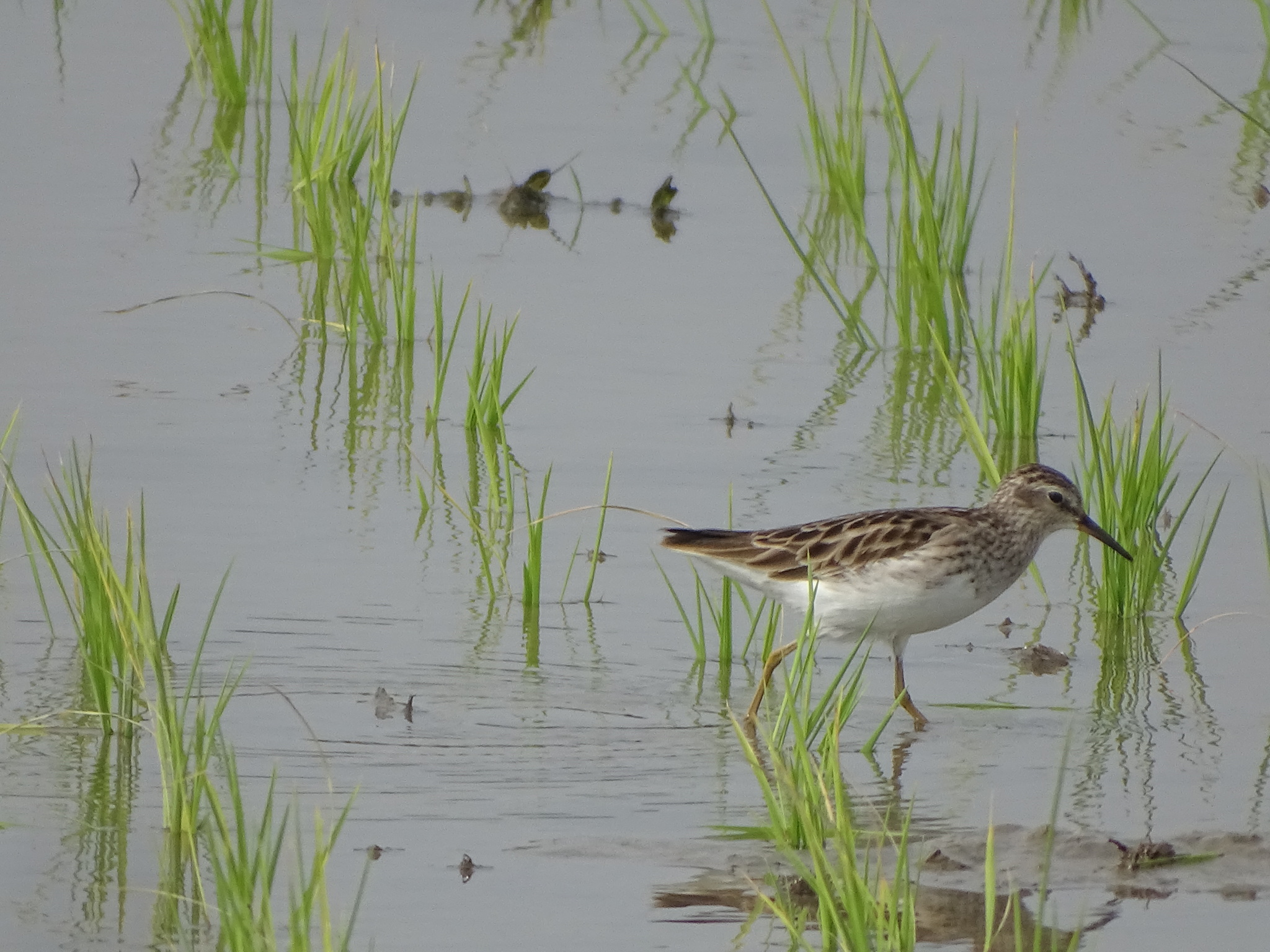 Long-toed Stint (Calidris subminuta), photo 2