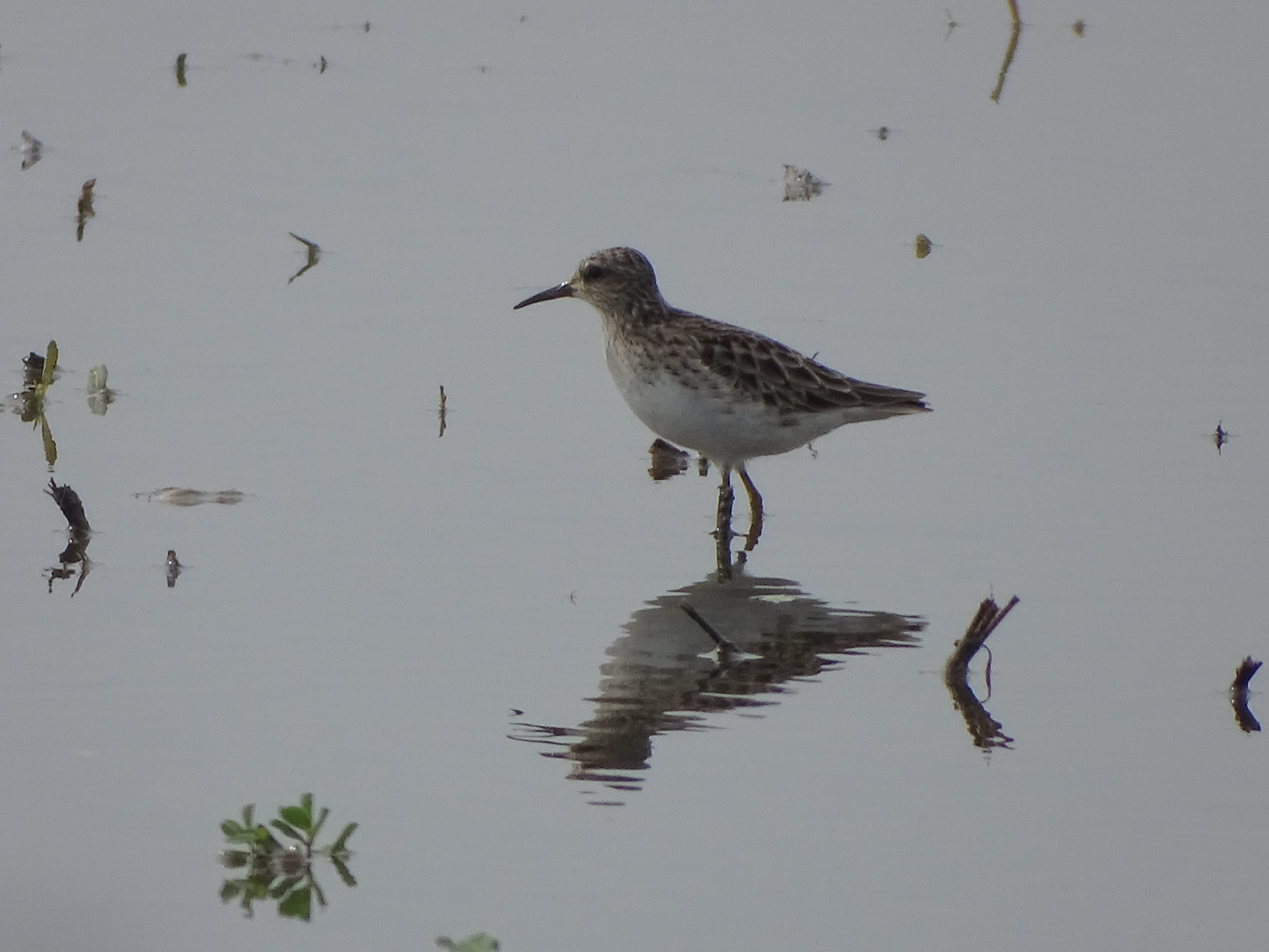 Long-toed Stint (Calidris subminuta), photo 3