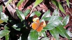 Cupha erymanthis lotis
