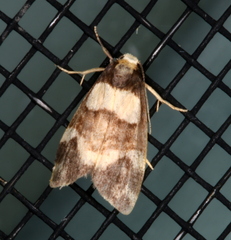 Thallarcha phalarota