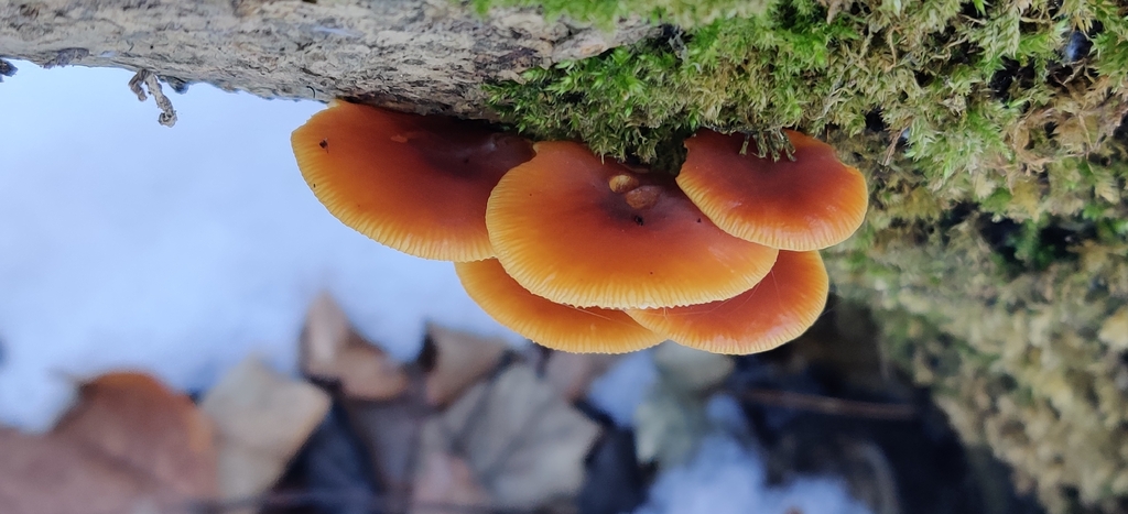 Flammulina velutipes · January 2026 · photo: © jokerrr83 (iNaturalist, cc-by)