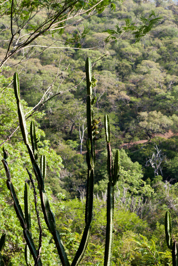 Samaipaticereus