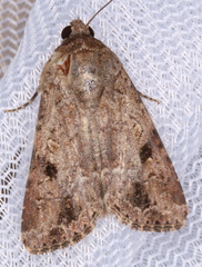 Spodoptera exempta