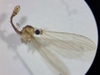 Gonomyia dominicana - Photo (c) mdoliveira, some rights reserved (CC BY-NC), uploaded by mdoliveira