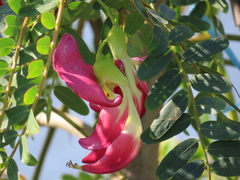 Sesbania grandiflora