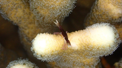 Trapezia digitalis observed 2026-01-09