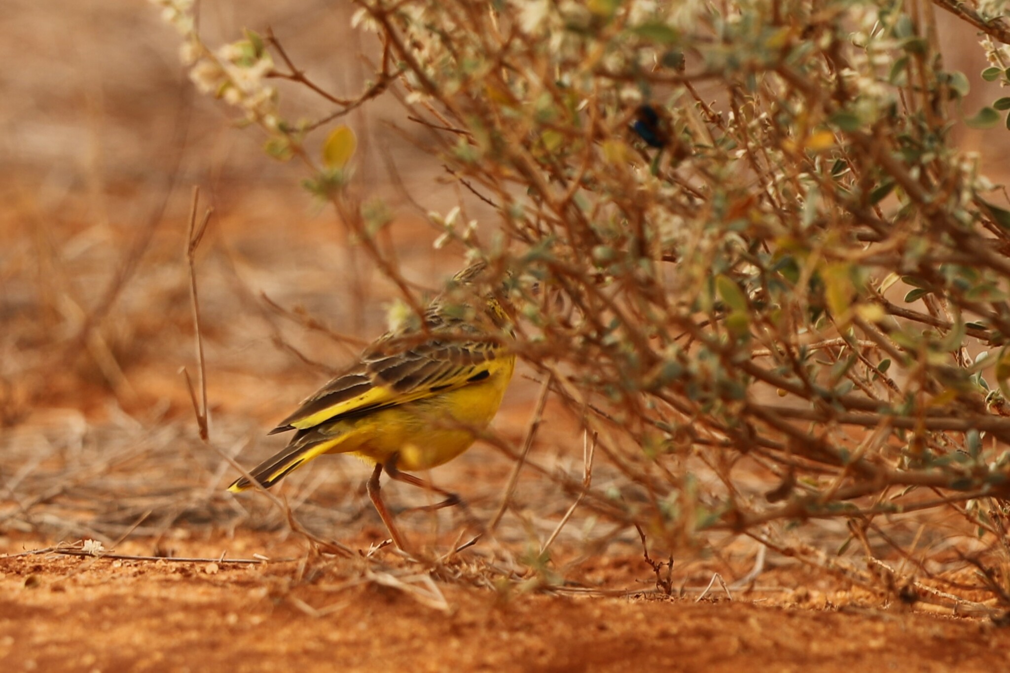 Golden Pipit (Tmetothylacus tenellus), photo 4