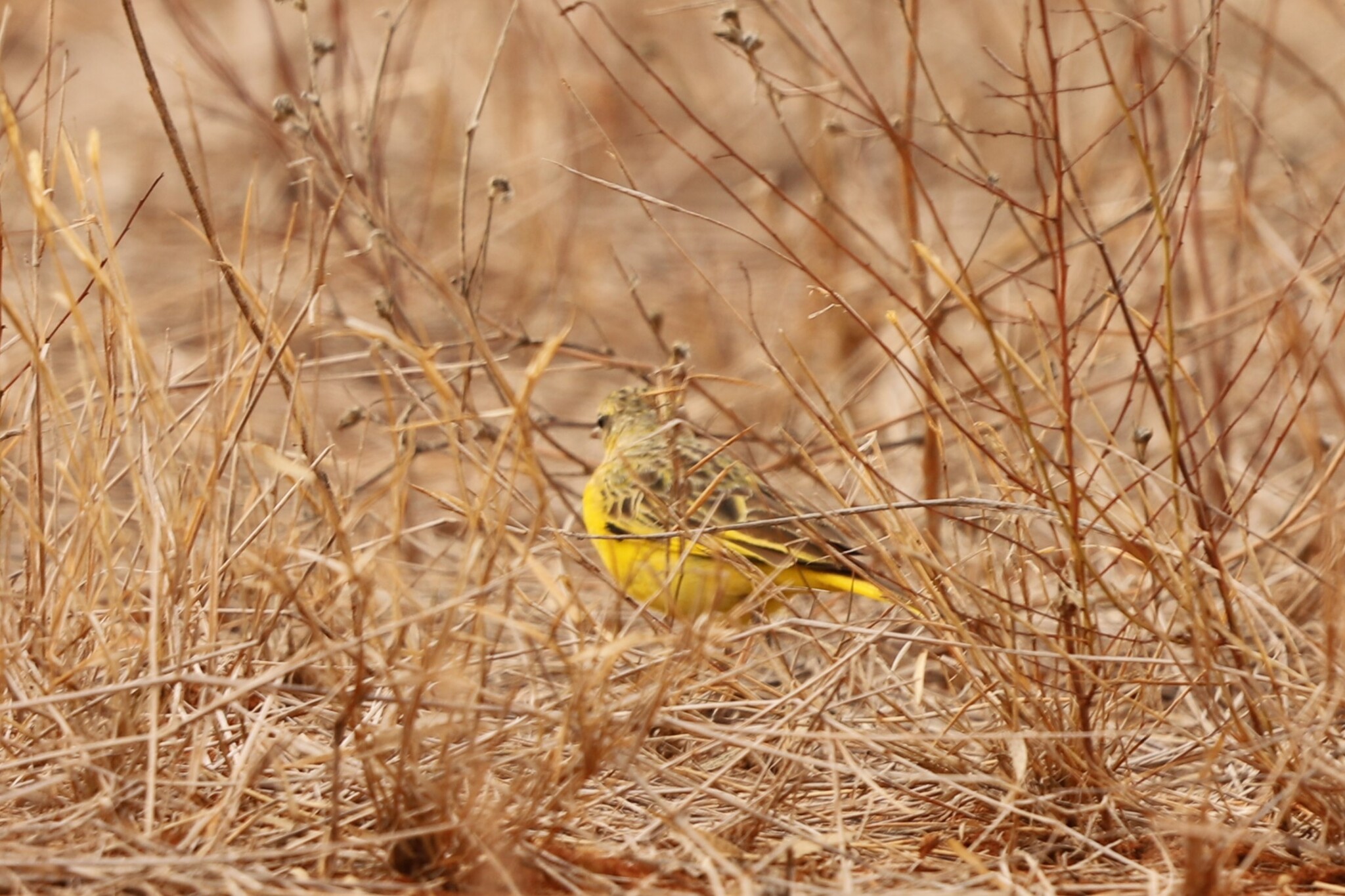 Golden Pipit (Tmetothylacus tenellus), photo 5