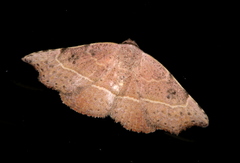 Laspeyria concavata