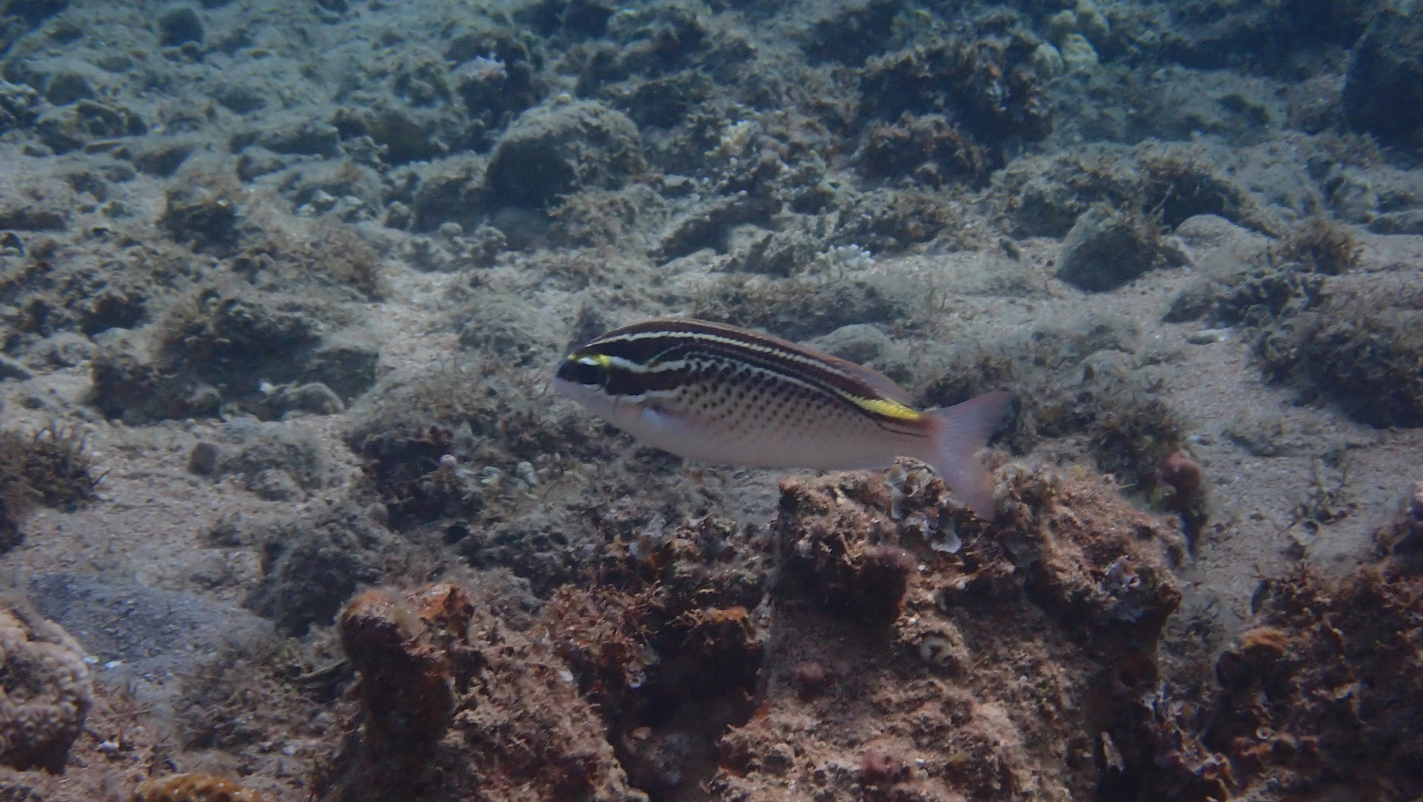 Arabian Monocle Bream photo 8