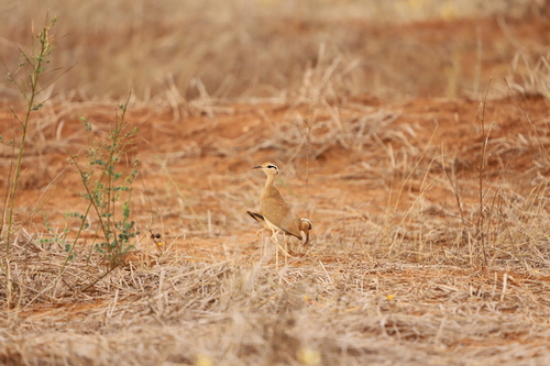 Somali Courser (Cursorius somalensis), photo 10