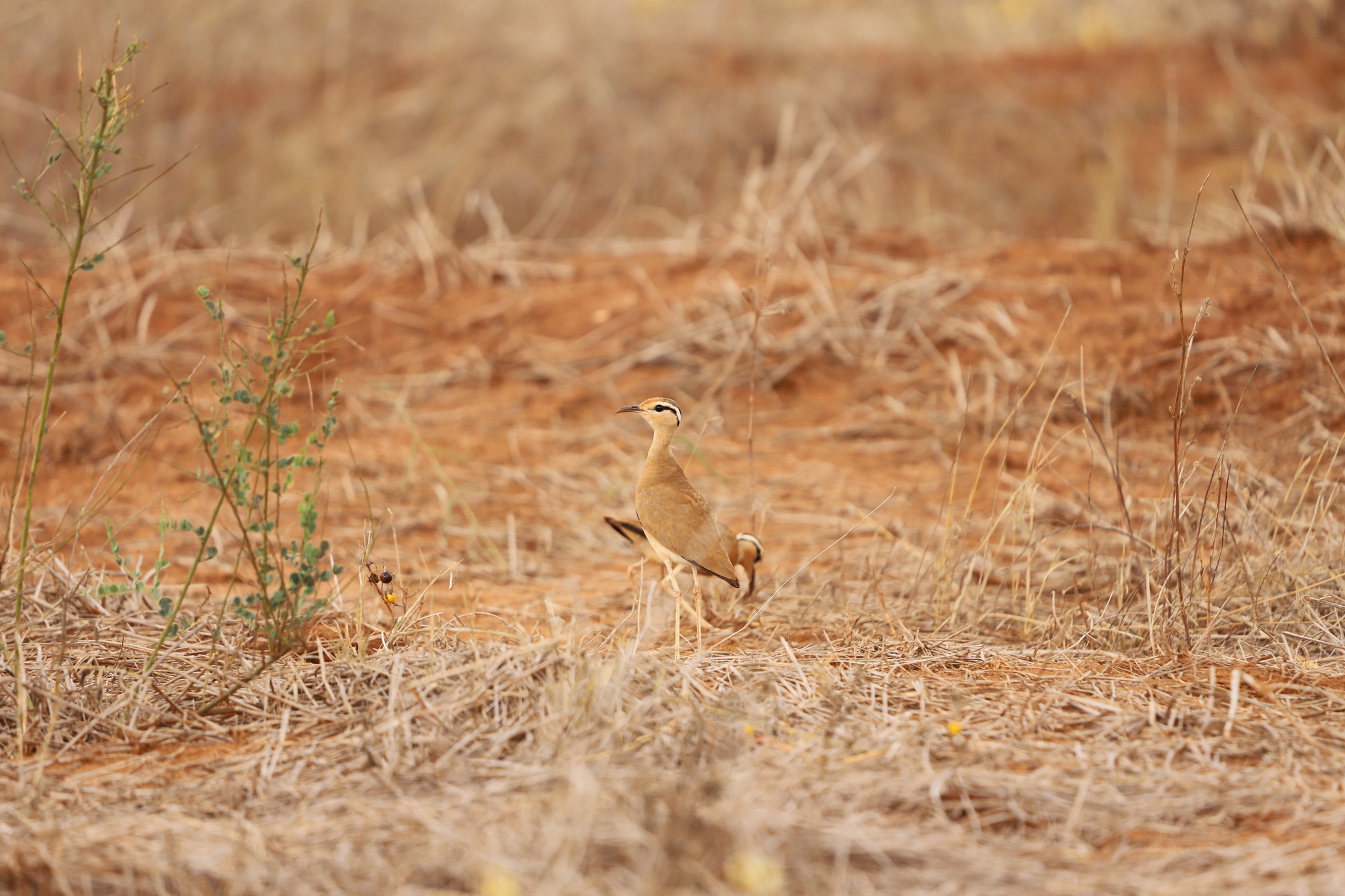 Somali Courser (Cursorius somalensis), photo 5