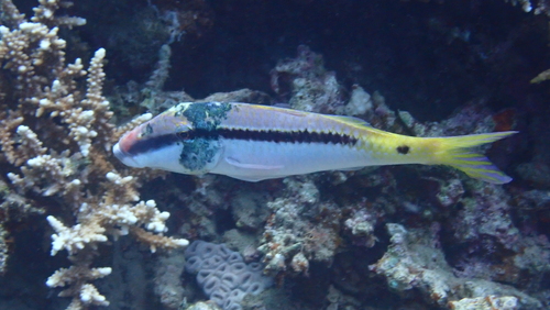 Red Sea Goatfish — seen at this dive site