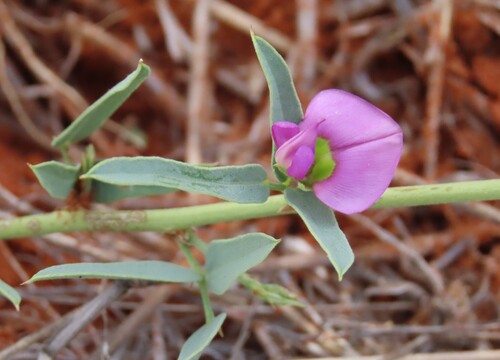 Purple Desert Bean (Otoptera burchellii)