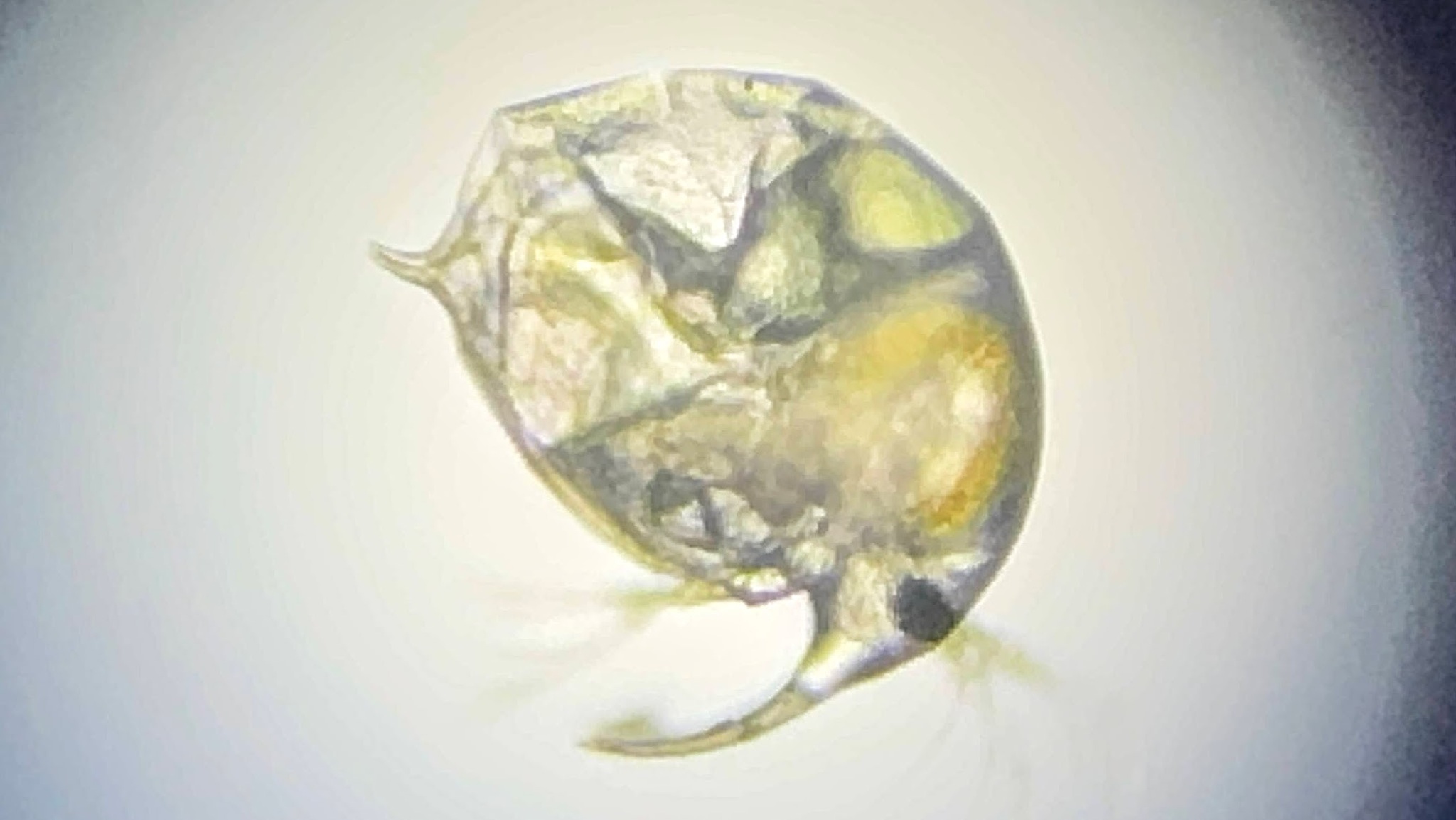 Bosmina longirostris (O.F.Müller, 1776)