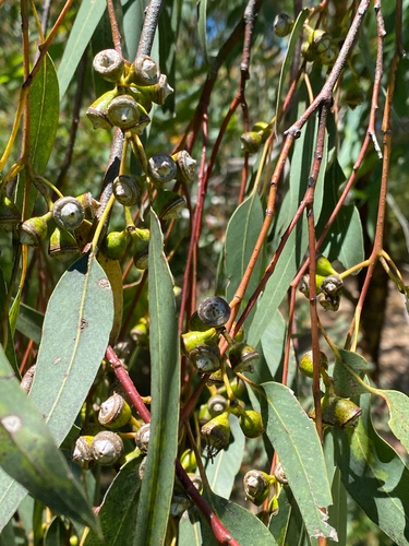 Flooded Gum (Eucalyptus rudis)