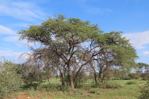 Camel Thorn