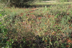 Solanum catombelense, photograph author not stated, no rights reserved