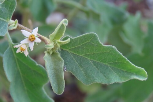 Solanum catombelense, photograph 6