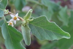 Solanum catombelense, photograph author not stated, no rights reserved