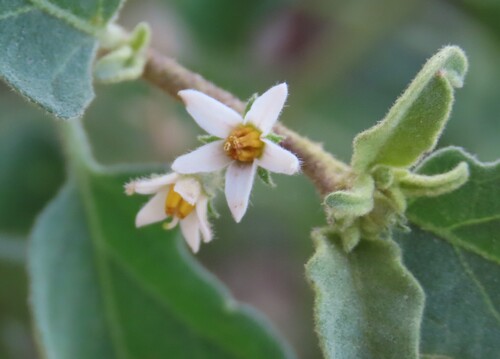 Solanum catombelense, photograph 5
