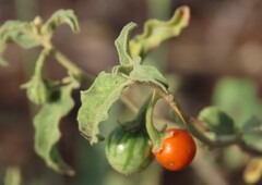 Solanum catombelense, photograph author not stated, no rights reserved