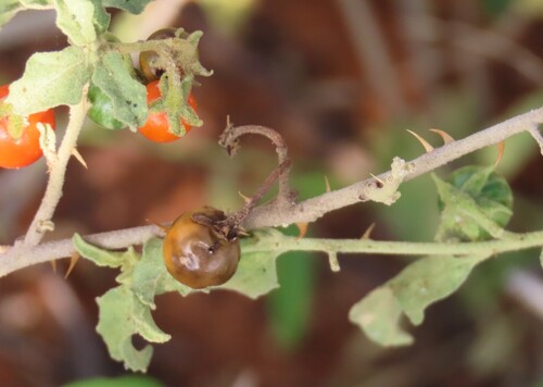 Solanum catombelense
