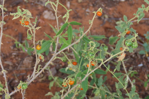 Solanum catombelense, photograph 3