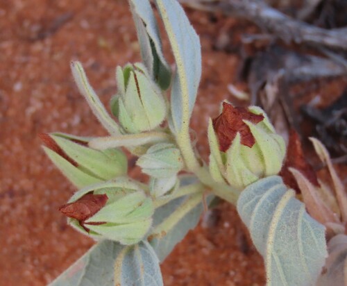Melhania burchellii