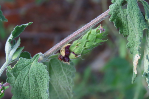 Small Lantana
