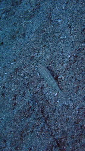 Gnatholepis caudimaculata observed 2026-01-09