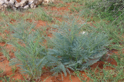 Dwarf Elephantroot