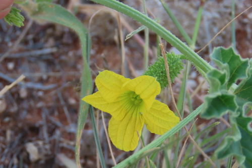 Small Wild Cucumber