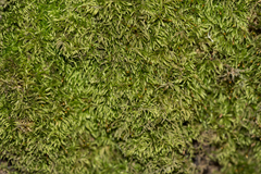 Sciuro-hypnum reflexum