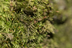 Sciuro-hypnum reflexum